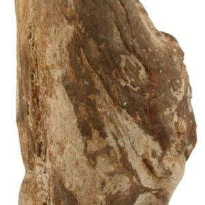 Fossiel hout uit Java half gepolijst, p/kg