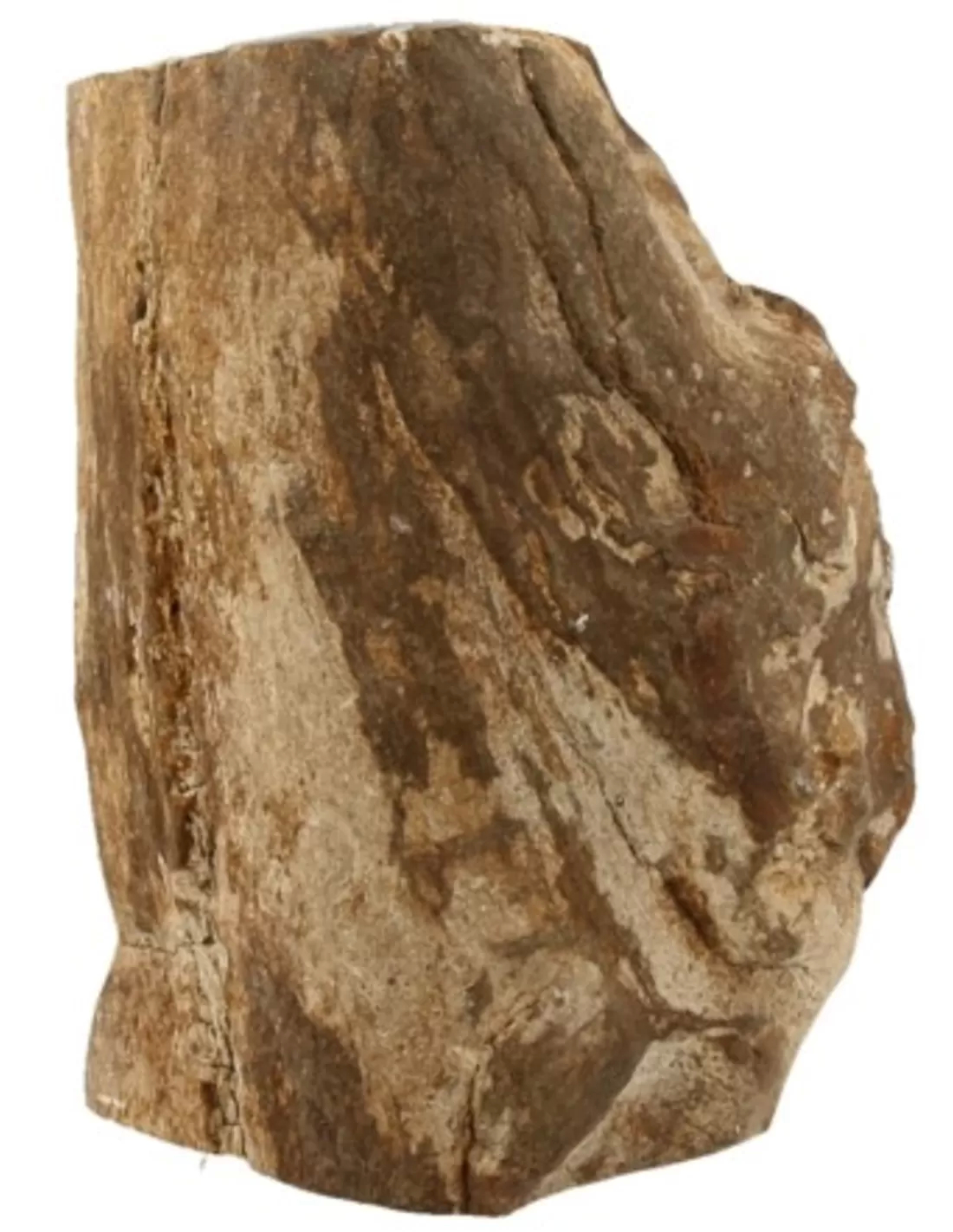 Fossiel hout uit Java half gepolijst, p/kg 1 Fossiel hout uit Java half gepolijst, p/kg