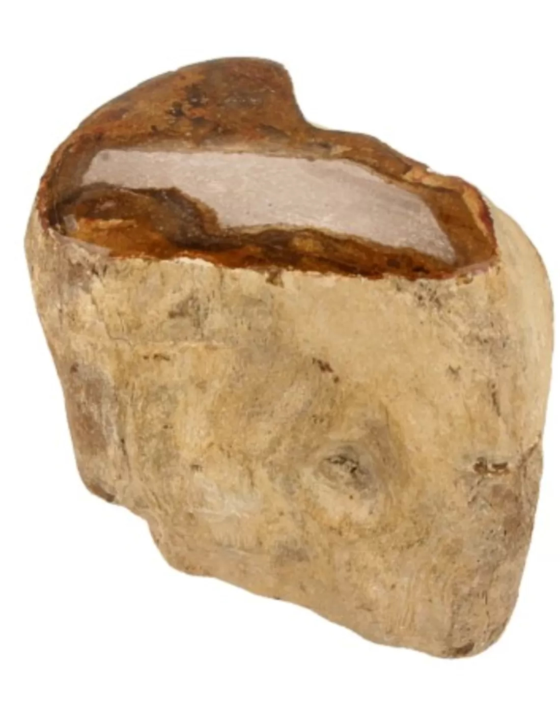 Fossiel hout uit Java half gepolijst, p/kg 2 Fossiel hout uit Java half gepolijst, p/kg - Afbeelding 2